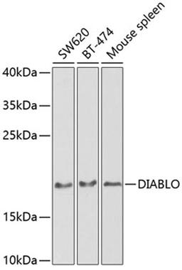 Western blot - DIABLO antibody (A2564)