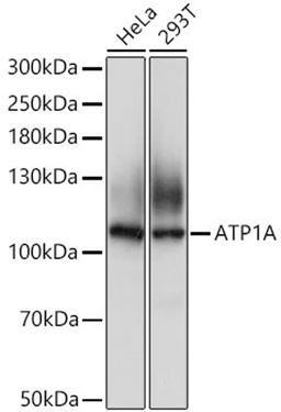 Western blot - ATP1A1 Antibody (A0643)