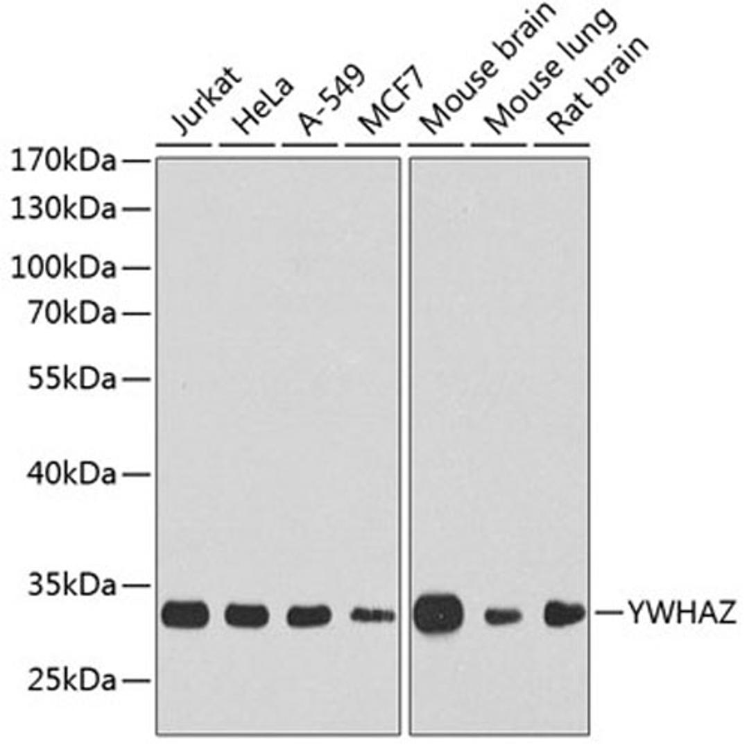 Western blot - YWHAZ Antibody (A13370)