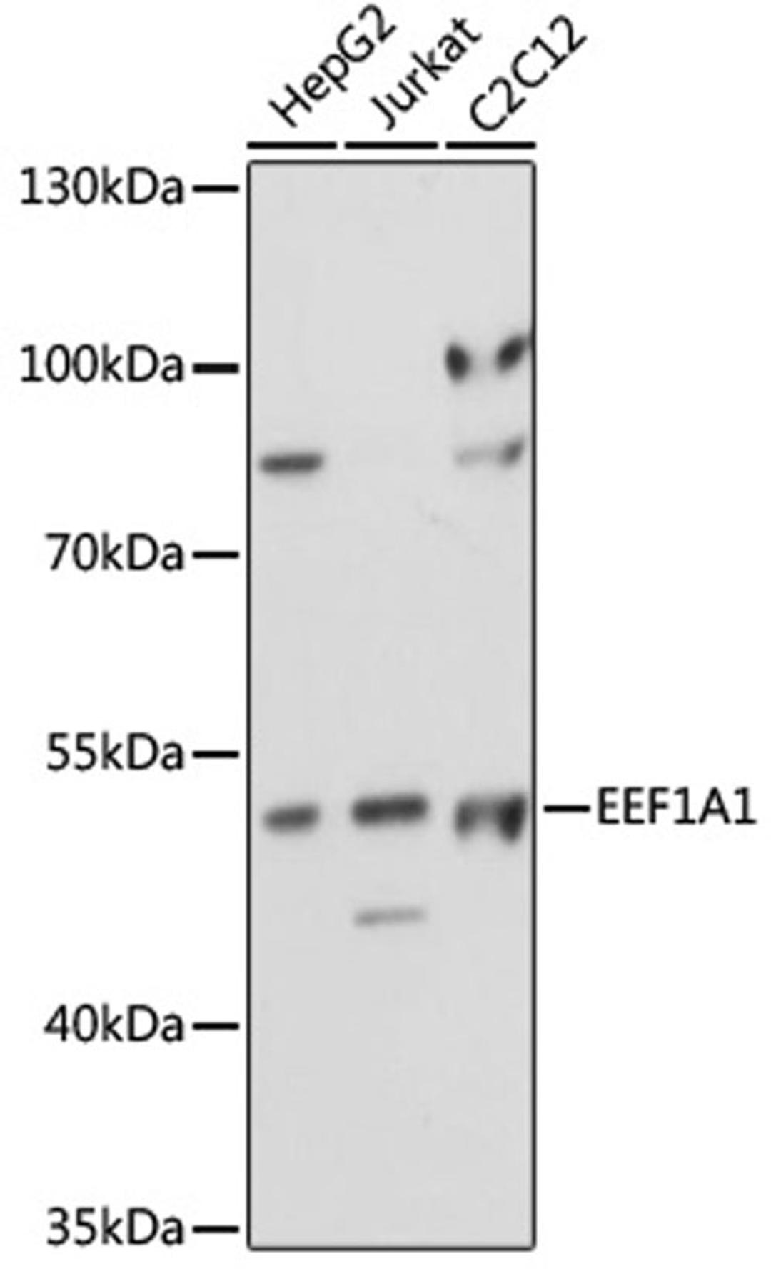 Western blot - EEF1A1 antibody (A17857)