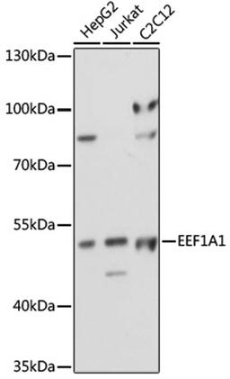 Western blot - EEF1A1 antibody (A17857)