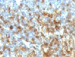 IHC testing of FFPE human tonsil with MRP1 antibody (clone MRRP1-1). HIER: boil tissue sections in 10mM Tris with 1mM EDTA, pH 9, for 10-20 min.