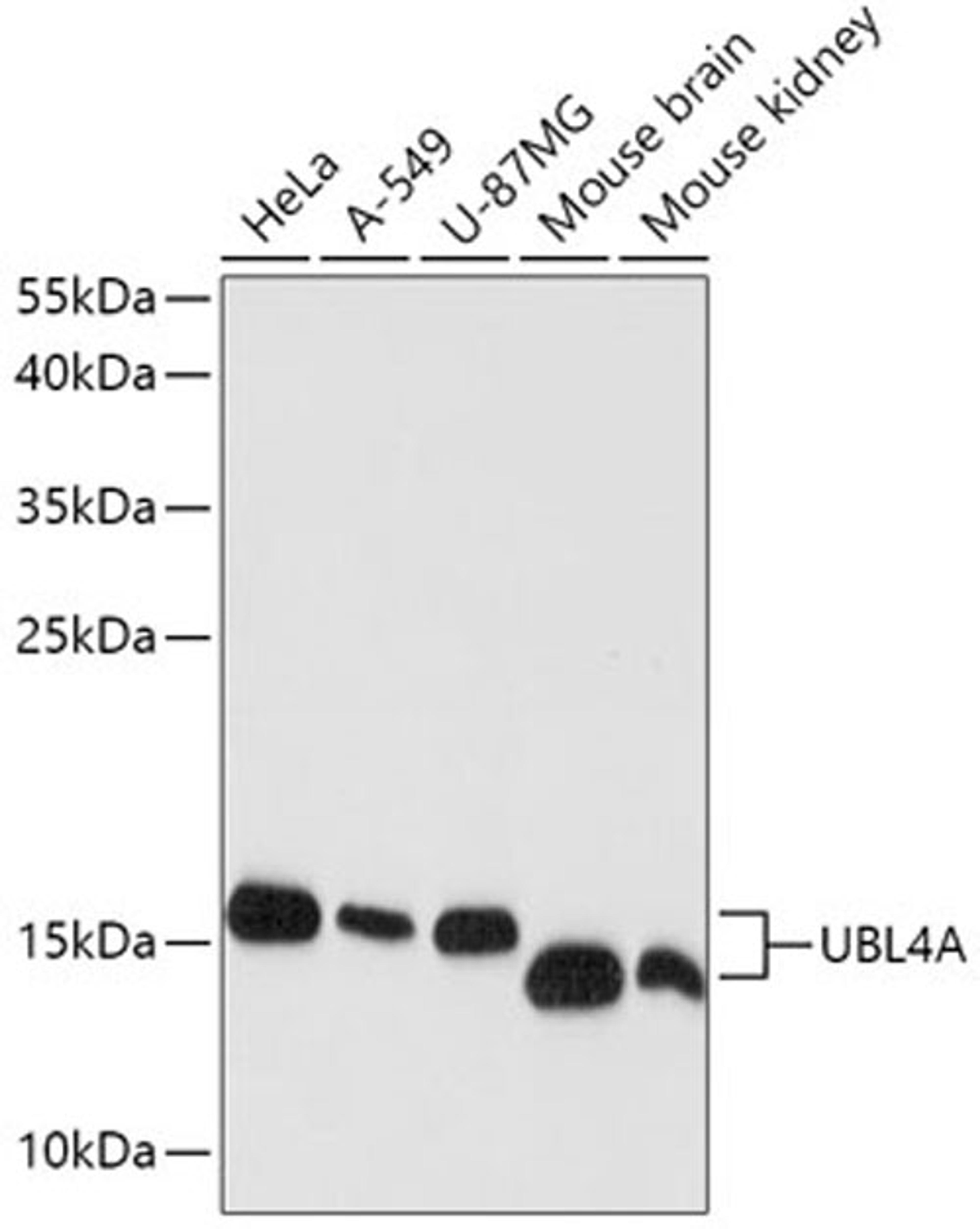 Western blot - UBL4A antibody (A4211)