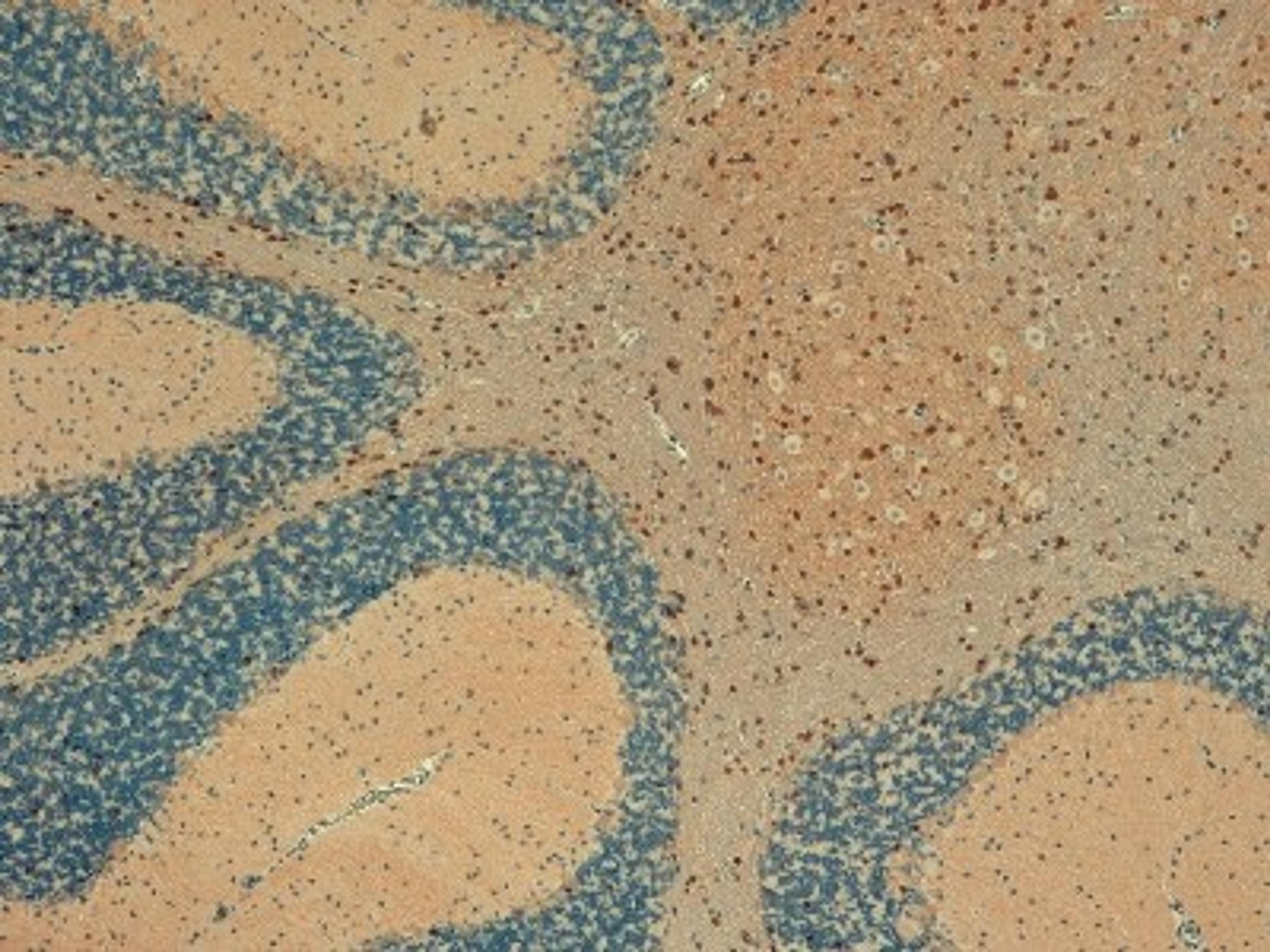 Immunohistochemistry-Paraffin: Maxi Potassium channel alpha Antibody (S6-60) [NBP1-48250] - Nuclear staining of oligodendrocytes and microglial cells of the white matter. Neurons are negative.