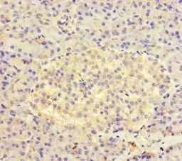 Immunohistochemistry of paraffin-embedded human pancreatic tissue using CSB-PA843316LA01HU at dilution of 1:100