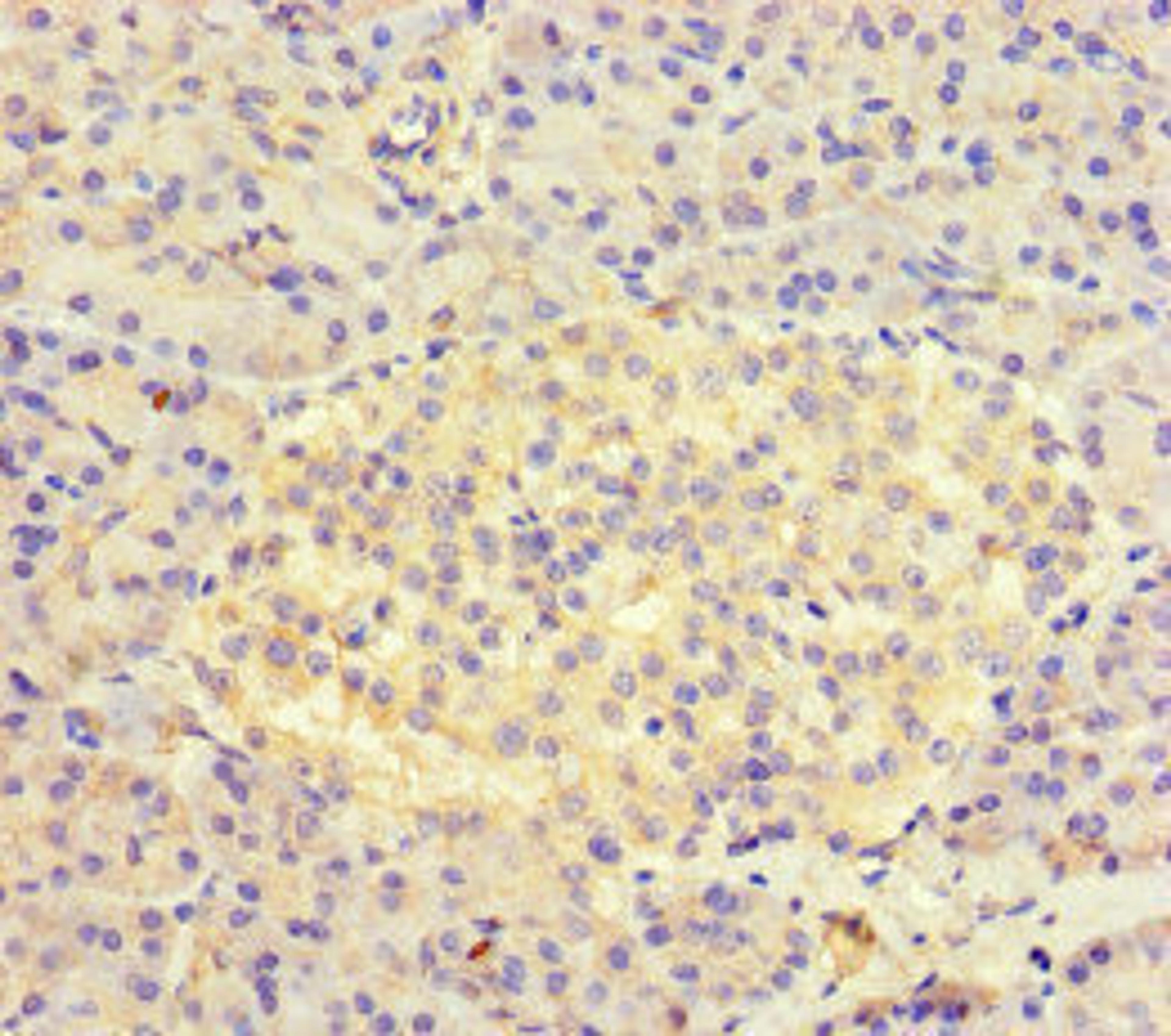 Immunohistochemistry of paraffin-embedded human pancreatic tissue using CSB-PA843316LA01HU at dilution of 1:100