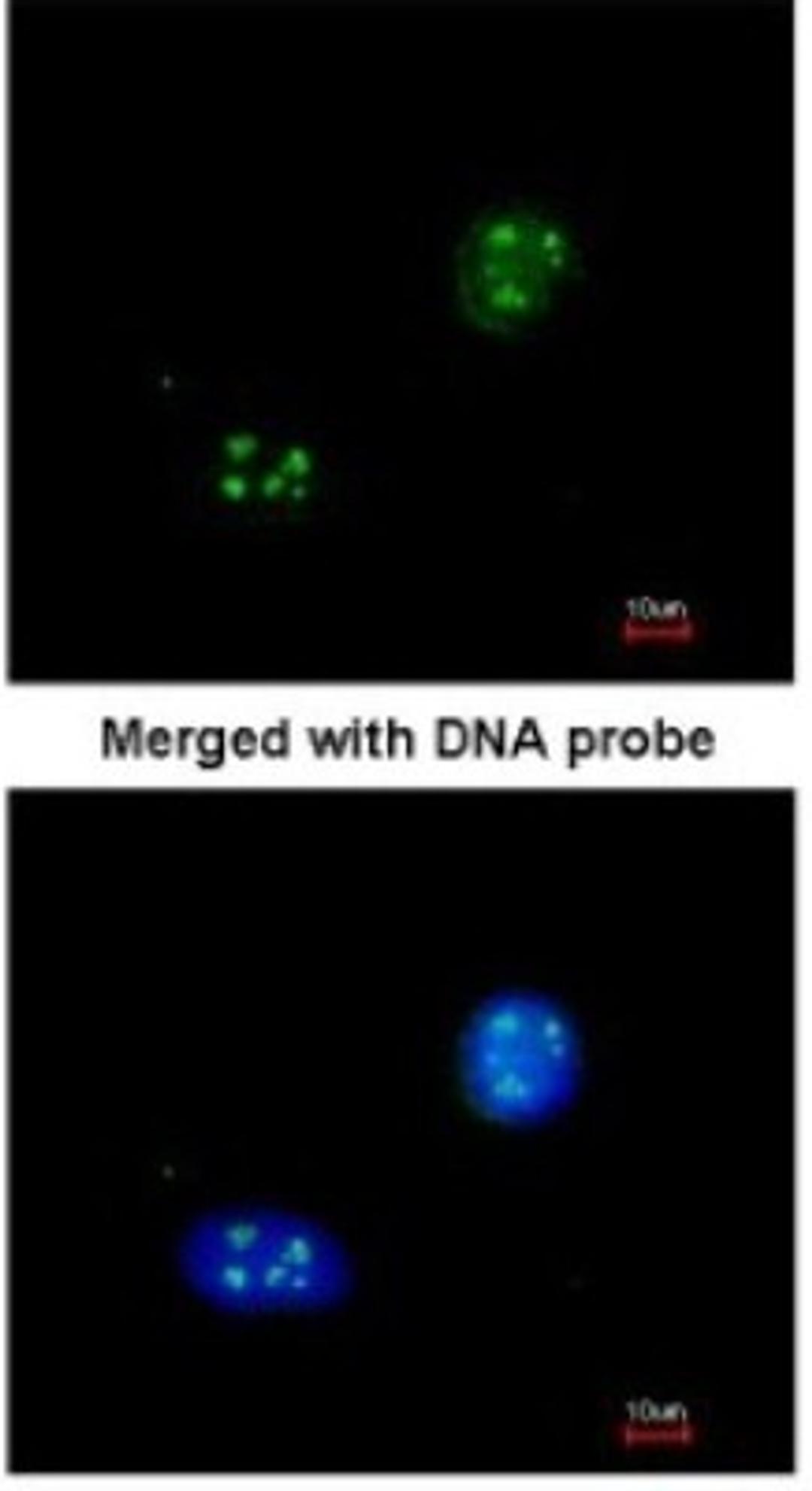 Immunocytochemistry/Immunofluorescence: NHP2L1 Antibody [NBP1-32732] - Paraformaldehyde-fixed HeLa, using antibody at 1:200 dilution.