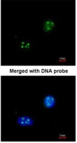 Immunocytochemistry/Immunofluorescence: NHP2L1 Antibody [NBP1-32732] - Paraformaldehyde-fixed HeLa, using antibody at 1:200 dilution.