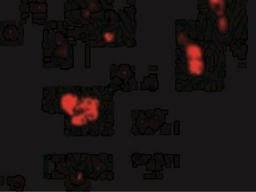 Immunofluorescence: CIDEB Antibody [NBP1-77293] - Immunofluorescence of CIDE-B in Human Small Intestine cells with CIDE-B antibody at 20 ug/mL.