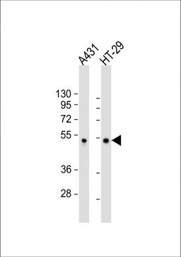 Western Blot at 1:2000 dilution Lane 1: A431 whole cell lysate Lane 2: HT-29 whole cell lysate Lysates/proteins at 20 ug per lane.