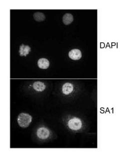 Localization of human SA1.