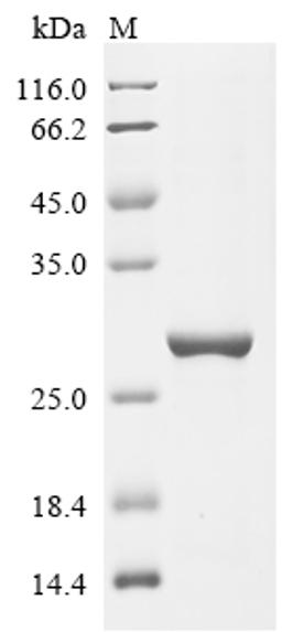 (Tris-Glycine gel) Discontinuous SDS-PAGE (reduced) with 5% enrichment gel and 15% separation gel.