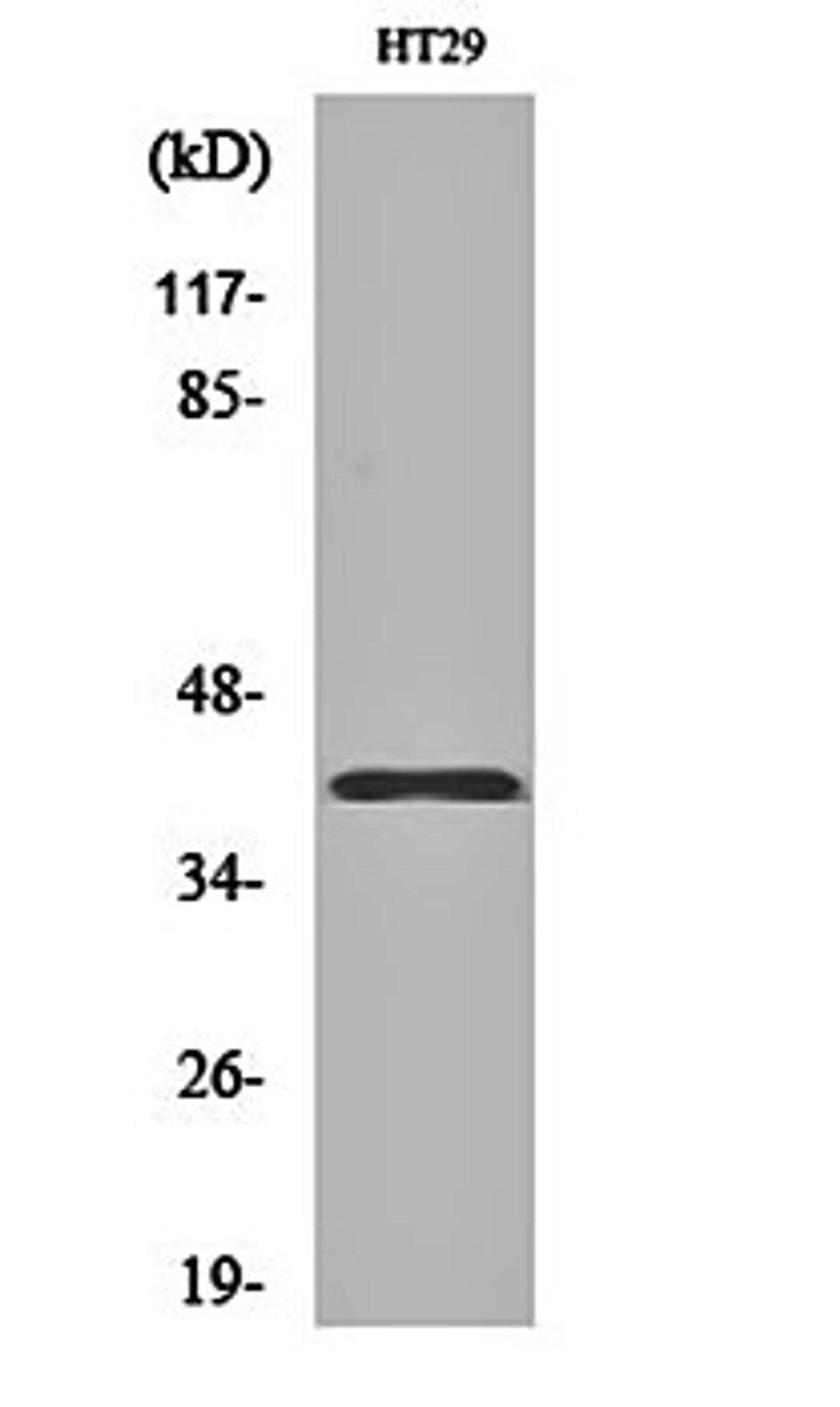 Western blot analysis of HT29 cell lysates using Olfactory receptor 8S1 antibody