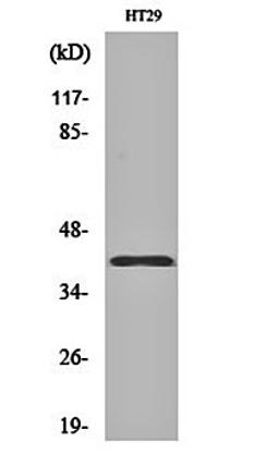 Western blot analysis of HT29 cell lysates using Olfactory receptor 8S1 antibody