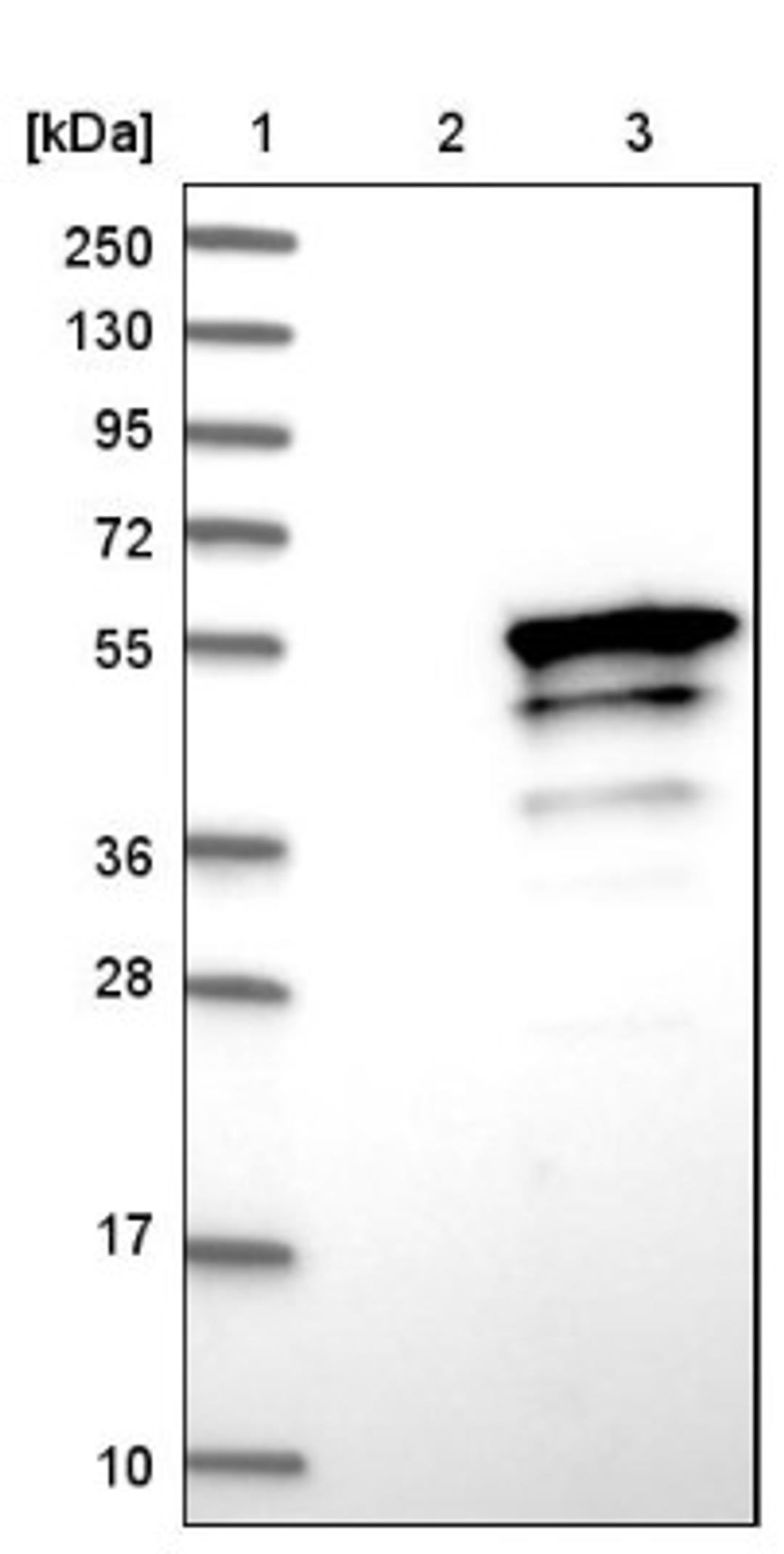 Western Blot: BNIPL Antibody [NBP1-88557] - Lane 1: Marker [kDa] 250, 130, 95, 72, 55, 36, 28, 17, 10<br/>Lane 2: Negative control (vector only transfected HEK293T lysate)<br/>Lane 3: Over-expression lysate (Co-expressed with a C-terminal myc-DDK tag (~3.1 kDa) in mammalian HEK293T cells, LY408738)