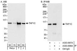 Detection of human TAF1C by western blot and immunoprecipitation.