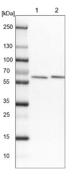 Western Blot: AHCYL1 Antibody [NBP1-83093] - Lane 1: NIH-3T3 cell lysate (Mouse embryonic fibroblast cells)<br/>Lane 2: NBT-II cell lysate (Rat Wistar bladder tumour cells)