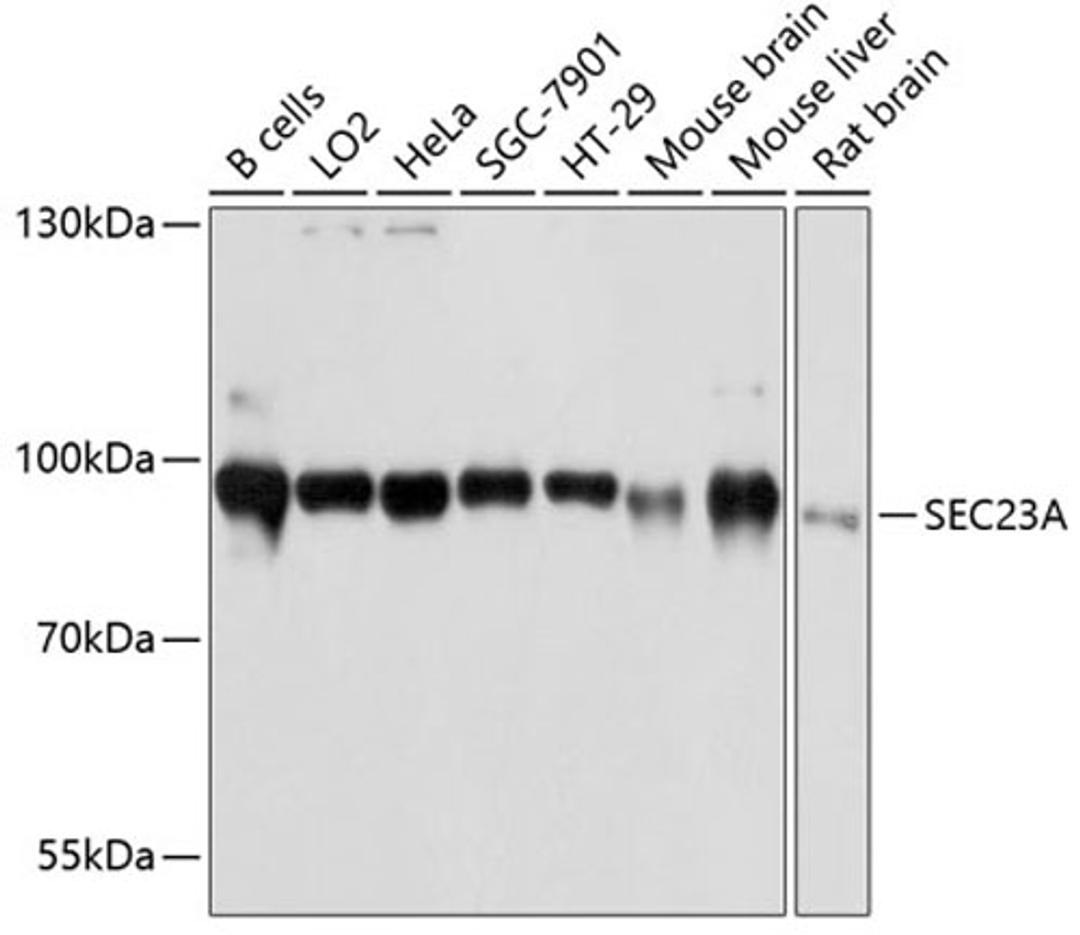 Western blot - SEC23A antibody (A12101)