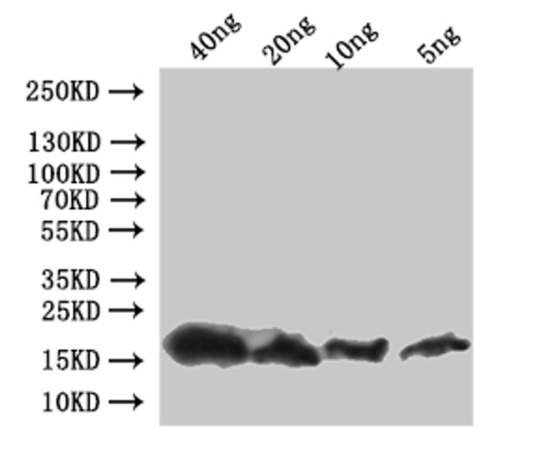 Western Blot. Positive WB detected in: recombinant protein. All lanes:pop-1 Antibody at 1:1000. Secondary. Goat polyclonal to rabbit IgG at 1/50000 dilution. Predicted band size: 20 kDa. Observed band size: 20 kDa. 