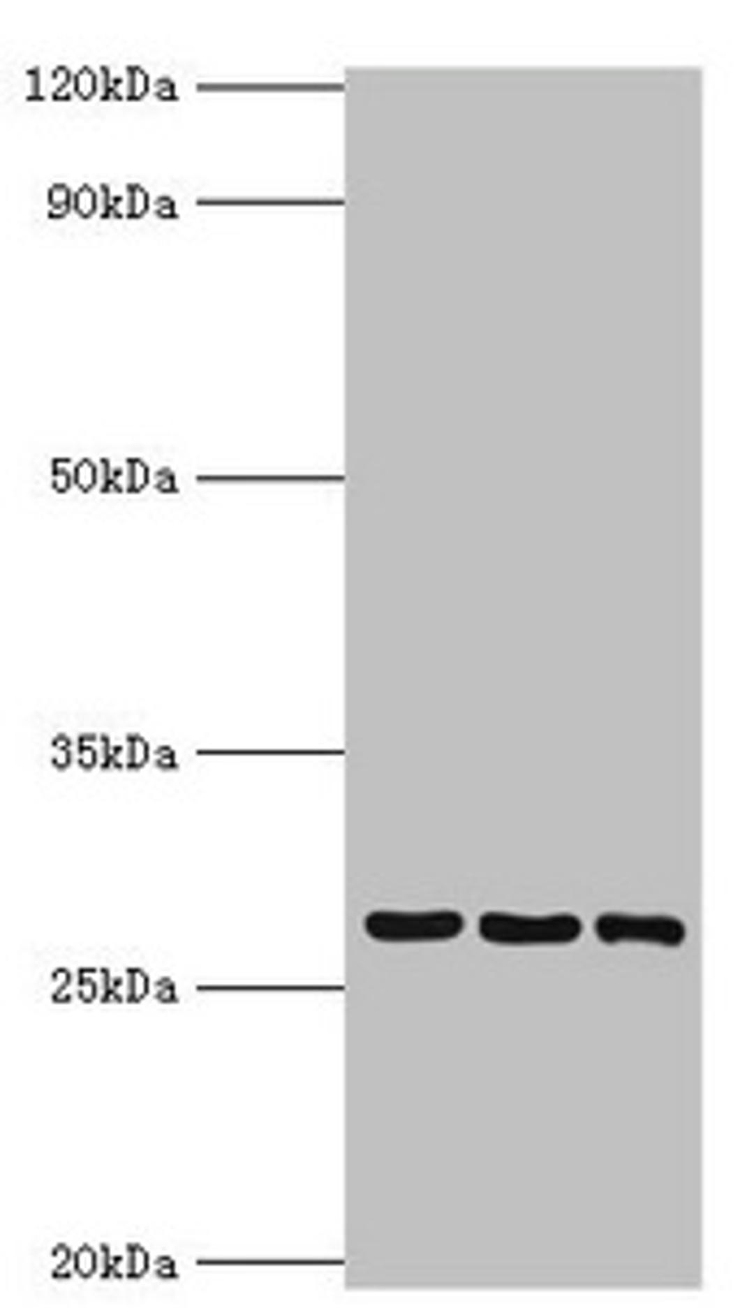 Western blot. All lanes: 14-3-3 protein theta antibody at 4ug/ml. Lane 1: A549 whole cell lysate. Lane 2: Mouse lung tissue. Lane 3: HepG2 whole cell lysate. Secondary. Goat polyclonal to rabbit IgG at 1/10000 dilution. Predicted band size: 28 kDa. Observed band size: 28 kDa.