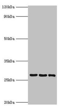Western blot. All lanes: 14-3-3 protein theta antibody at 4ug/ml. Lane 1: A549 whole cell lysate. Lane 2: Mouse lung tissue. Lane 3: HepG2 whole cell lysate. Secondary. Goat polyclonal to rabbit IgG at 1/10000 dilution. Predicted band size: 28 kDa. Observed band size: 28 kDa.