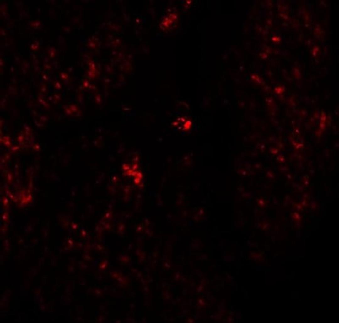 Immunocytochemistry/Immunofluorescence: RHAMM/CD168 Antibody [NBP1-76538] - Immunofluorescence of CD168 in human stomach tissue with CD168 antibody at 20 ug/mL.