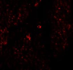 Immunocytochemistry/Immunofluorescence: RHAMM/CD168 Antibody [NBP1-76538] - Immunofluorescence of CD168 in human stomach tissue with CD168 antibody at 20 ug/mL.