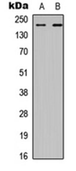 Western blot analysis of HEK293T (Lane 1), A549 (Lane 2) whole cell lysates using CHD2 antibody