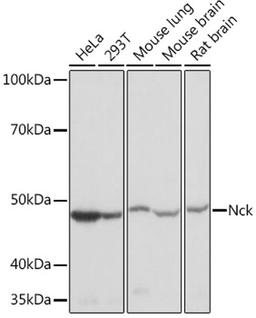 Western blot - Nck Rabbit mAb (A9129)