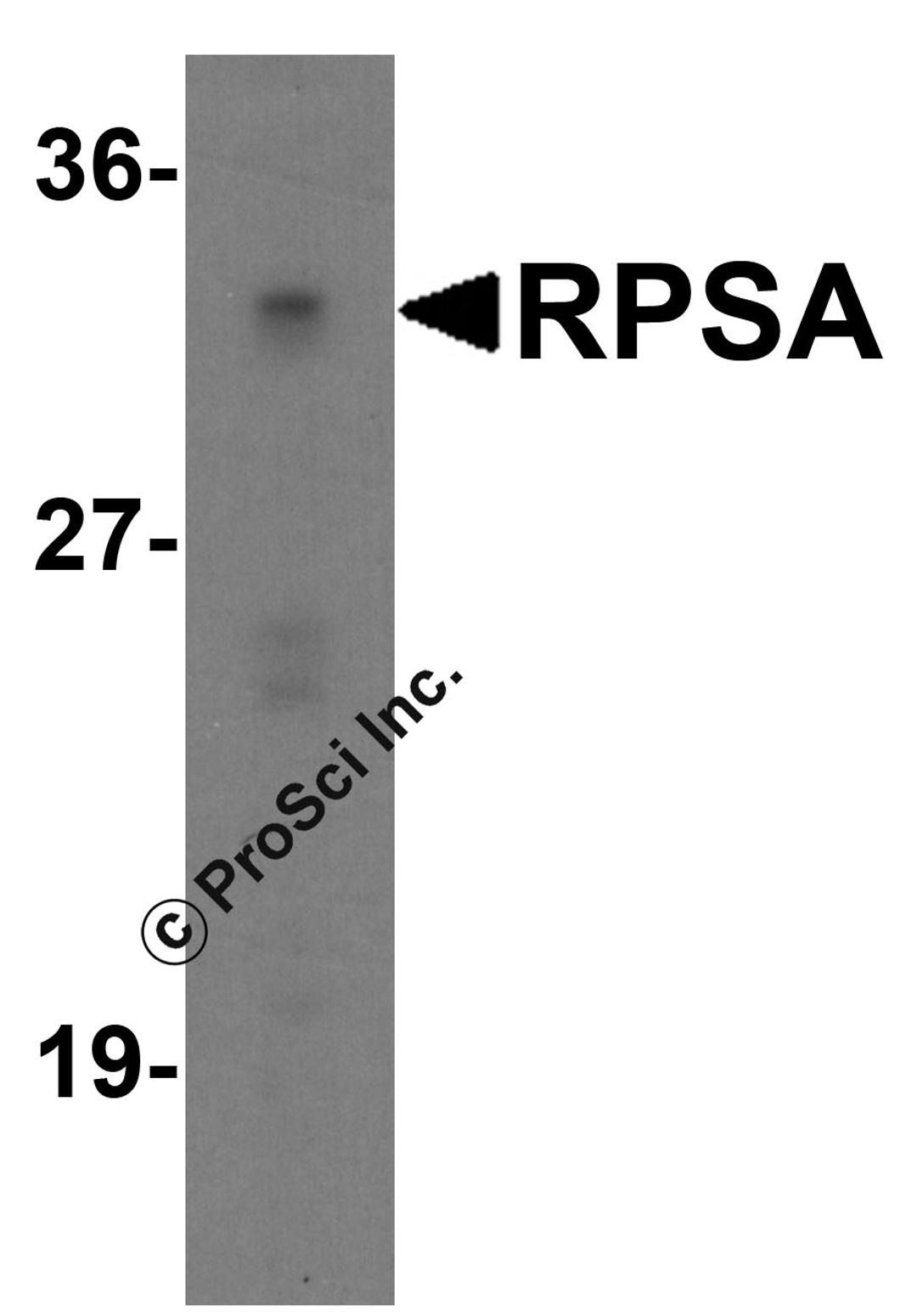 Western blot analysis of RPSA in Caco-2 cell lysate with RPSA antibody at 1 μg/ml.