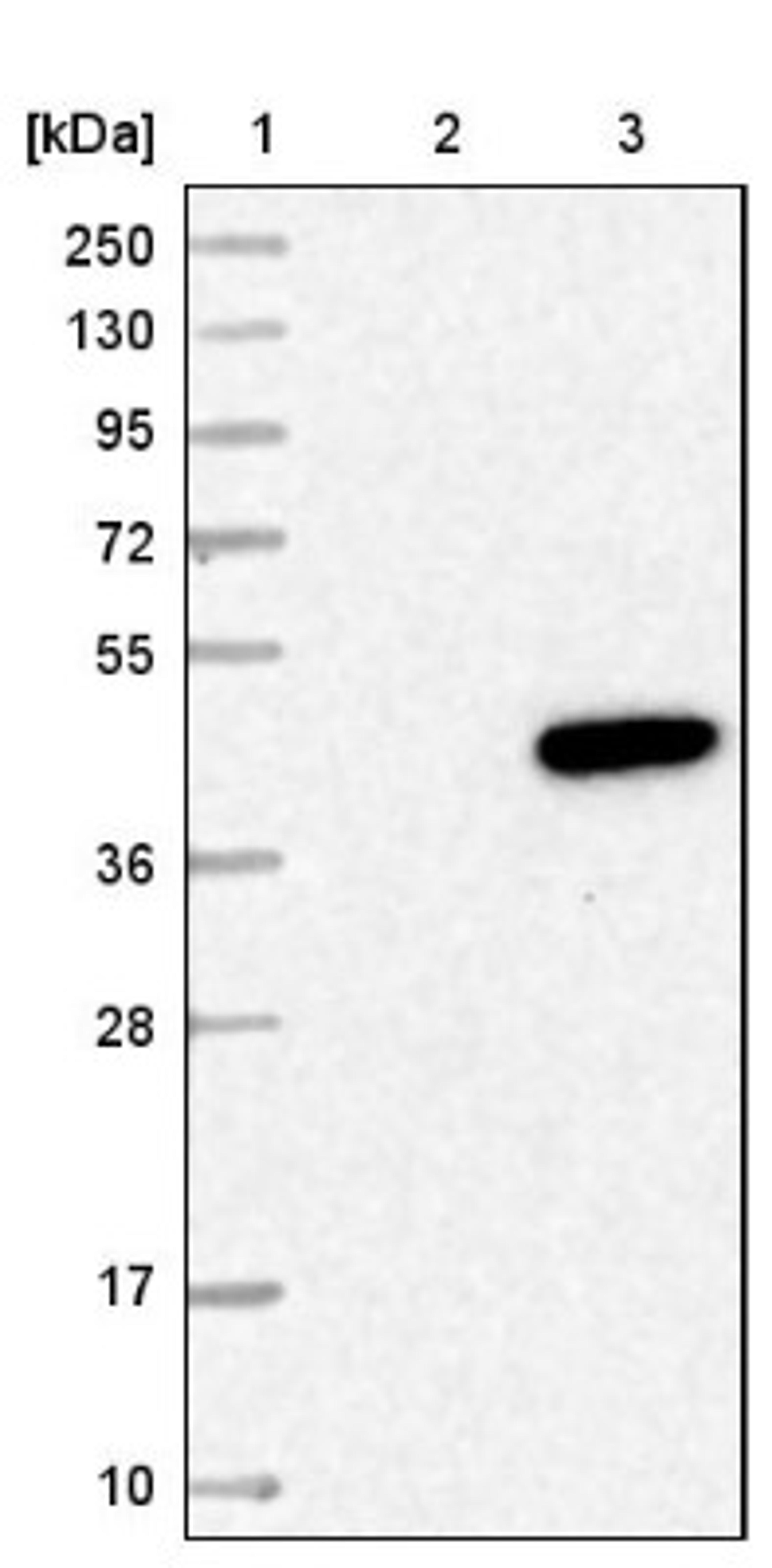 Western Blot: TRUB2 Antibody [NBP1-85560] - Lane 1: Marker [kDa] 250, 130, 95, 72, 55, 36, 28, 17, 10<br/>Lane 2: Negative control (vector only transfected HEK293T lysate)<br/>Lane 3: Over-expression lysate (Co-expressed with a C-terminal myc-DDK tag (~3.1 kDa) in mammalian HEK293T cells, LY414408)