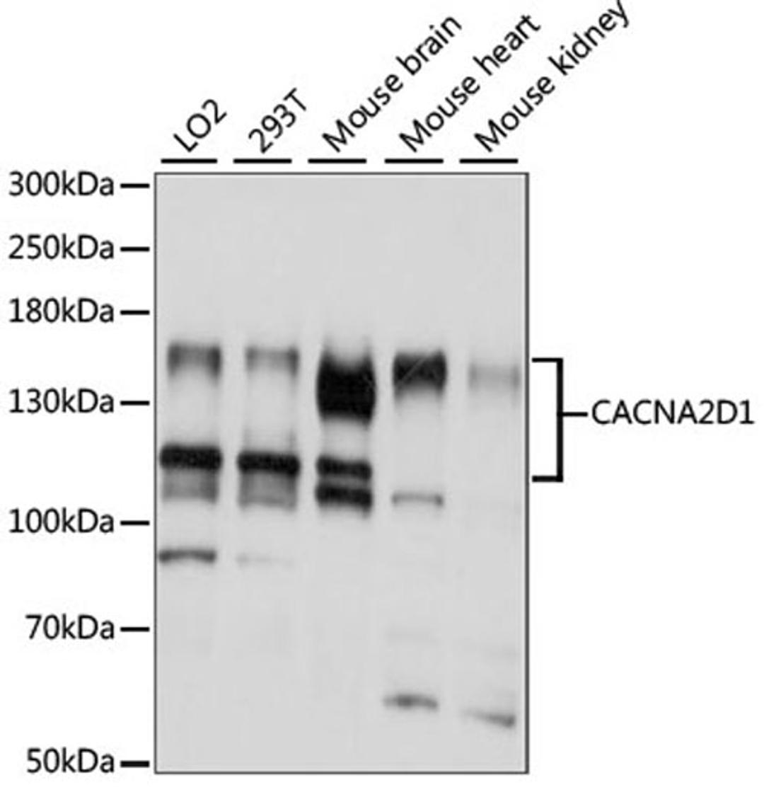 Western blot - CACNA2D1 antibody (A15260)