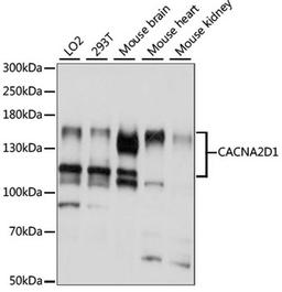 Western blot - CACNA2D1 antibody (A15260)