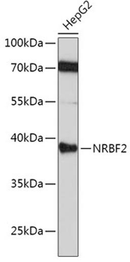 Western blot - NRBF2 antibody (A6462)