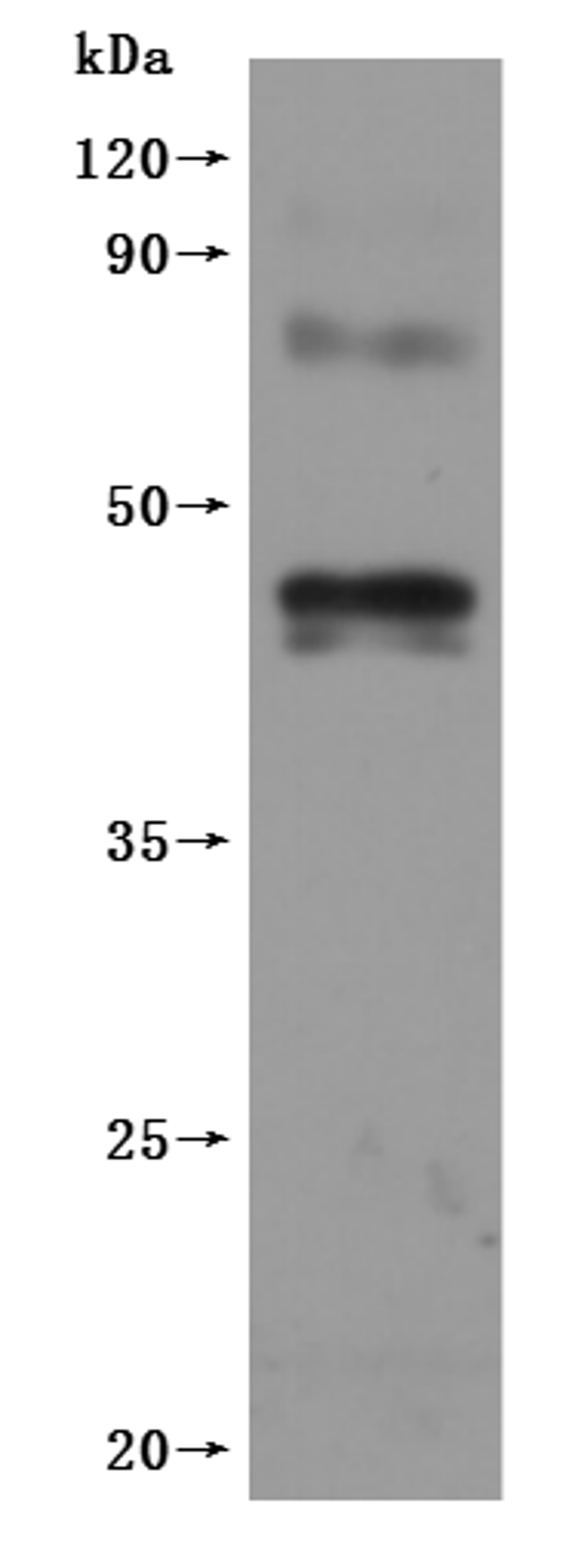CSB-MP005678HU is detected by Mouse anti-6*His monoclonal antibody.