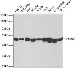 Western blot - PSMC4 antibody (A2505)