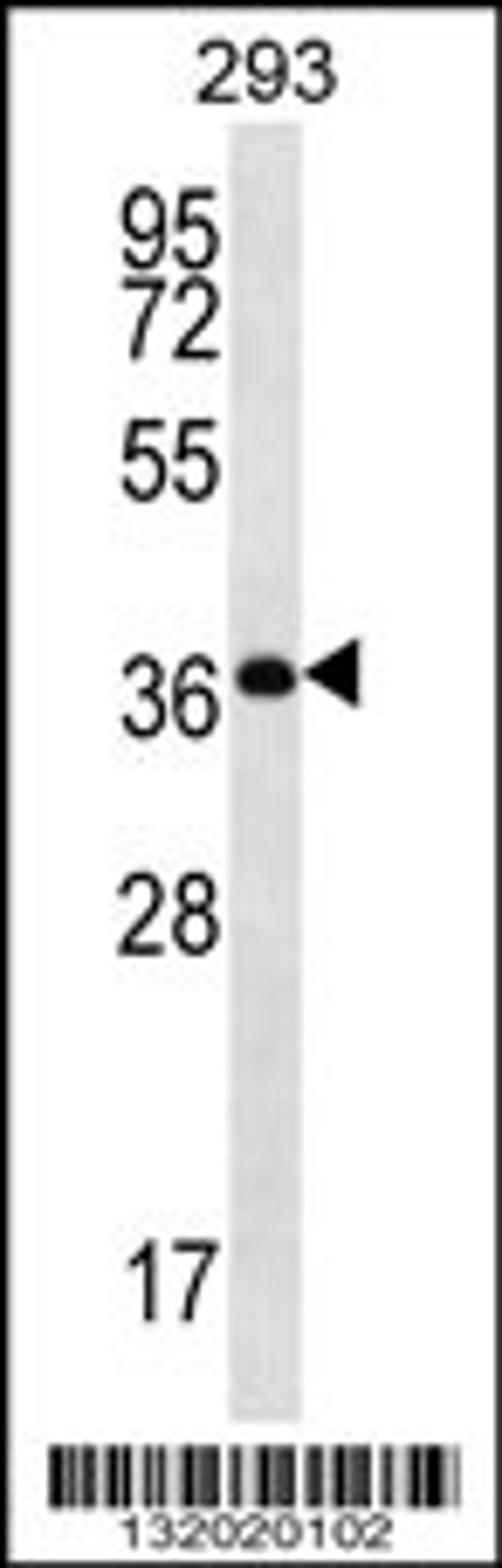 Western blot analysis in 293 cell line lysates (35ug/lane).