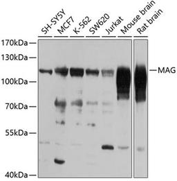 Western blot - MAG antibody (A7186)