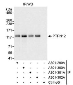 Detection of human PTPN12 by western blot of immunoprecipitation.