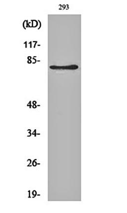 Western blot analysis of 293 cell lysates using Adducin beta antibody