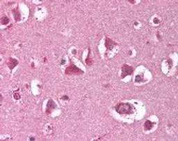Immunohistochemistry staining of XRCC5 in brain cortex tissue using XRCC5 monoclonal Antibody.