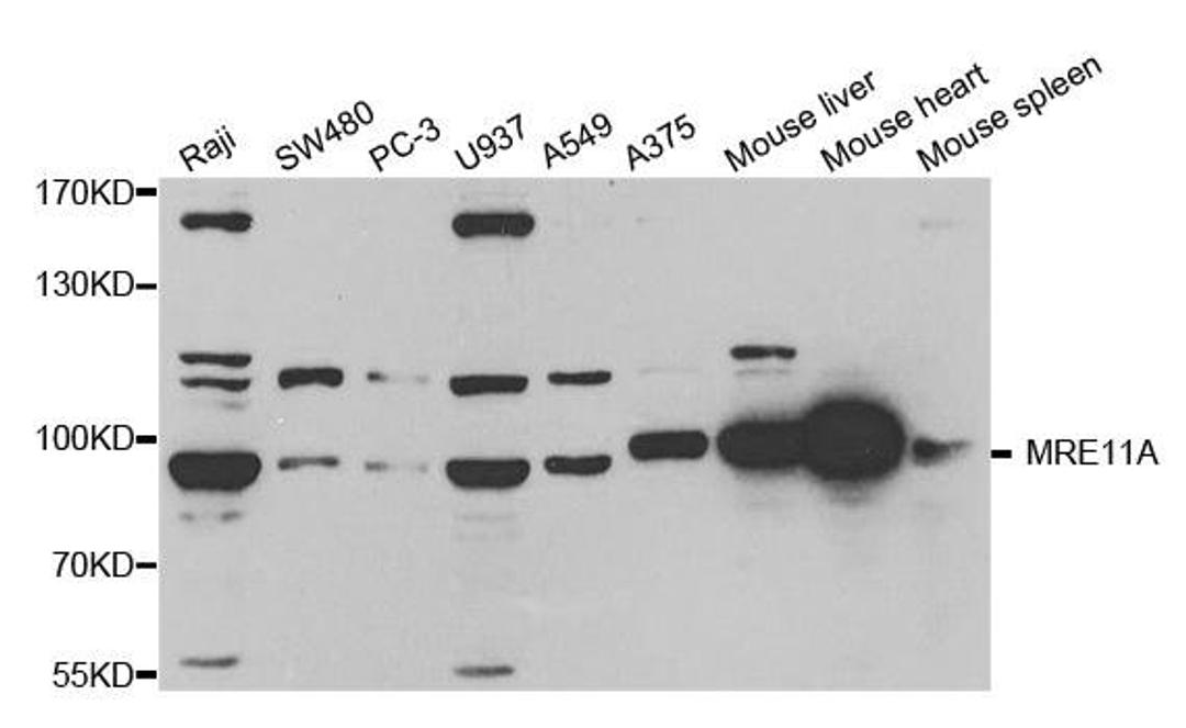 Western blot analysis of extracts of various cell lines using MRE11A antibody