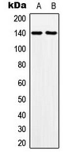 Western blot analysis of HeLa (Lane 1), NIH3T3 (Lane 2) whole cell lysates using MOV10L1 antibody