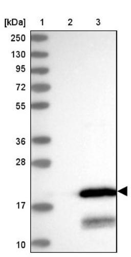 Western Blot: C11orf52 Antibody [NBP2-38409] - Lane 1: Marker [kDa] 250, 130, 95, 72, 55, 36, 28, 17, 10<br/>Lane 2: Negative Control<br/>Lane 3: LY408963