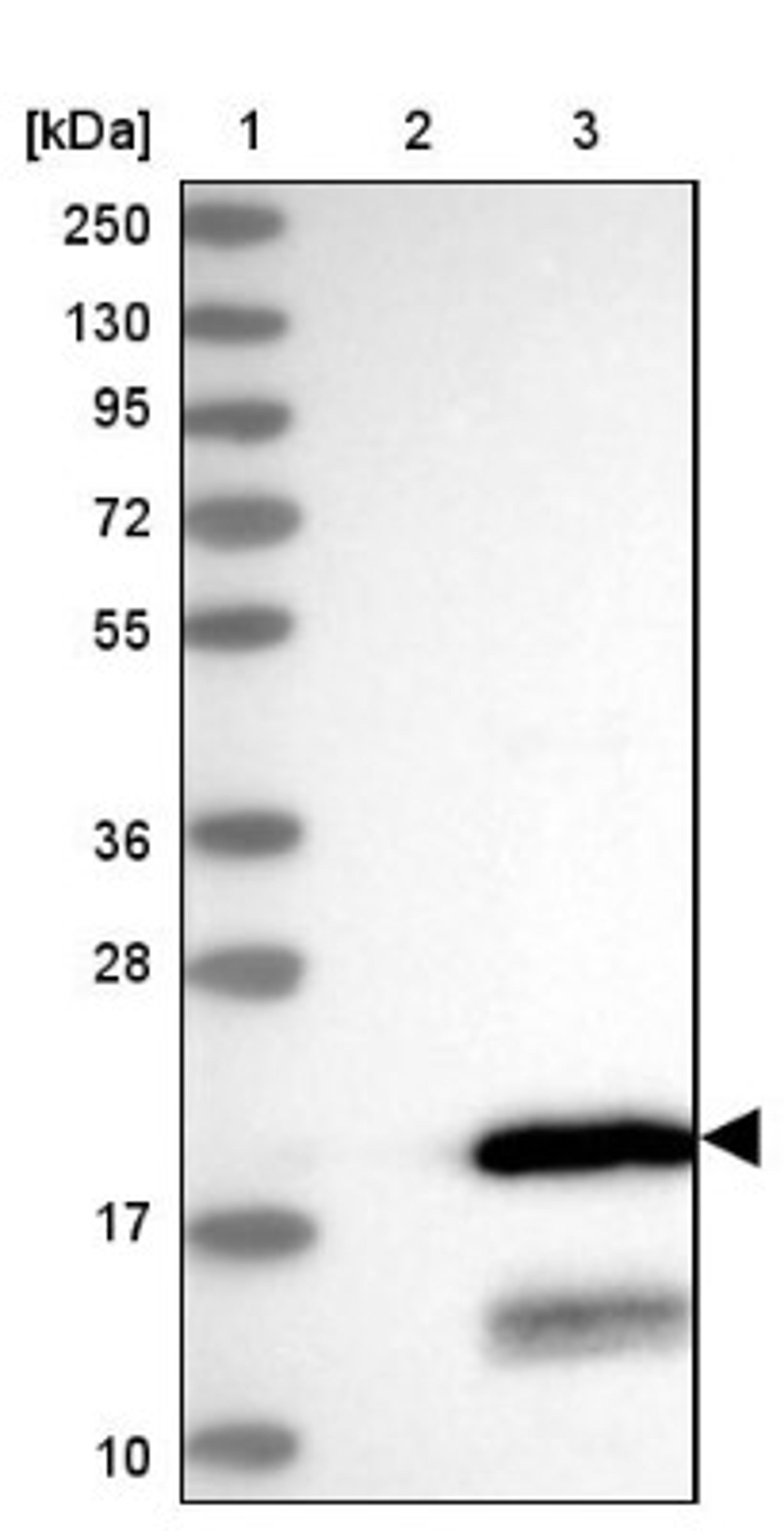 Western Blot: C11orf52 Antibody [NBP2-38409] - Lane 1: Marker [kDa] 250, 130, 95, 72, 55, 36, 28, 17, 10<br/>Lane 2: Negative Control<br/>Lane 3: LY408963