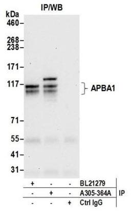 Detection of human APBA1 by western blot of immunoprecipitates.