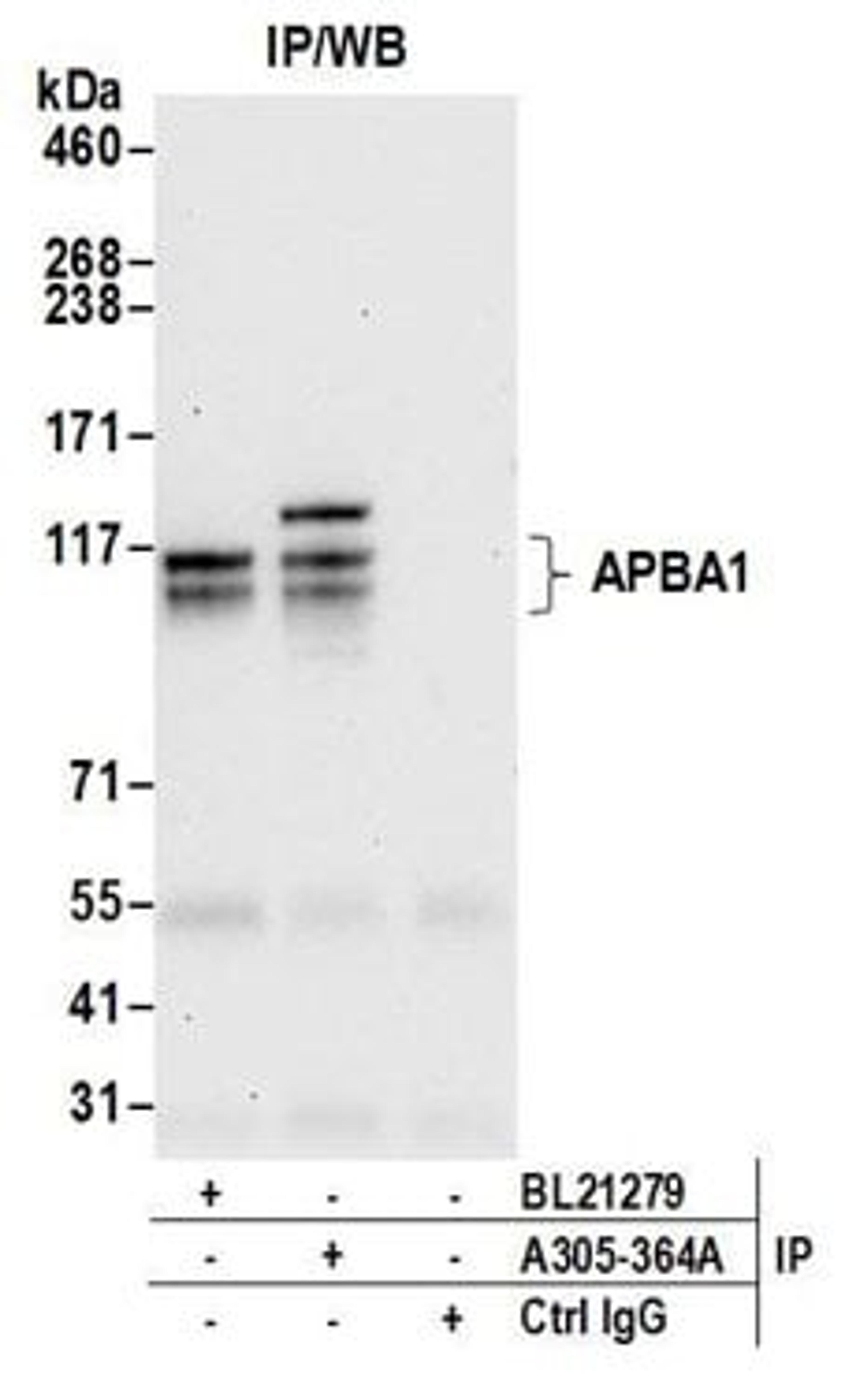 Detection of human APBA1 by western blot of immunoprecipitates.