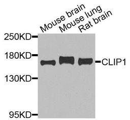 Western blot analysis of extracts of various cells using CLIP1 antibody