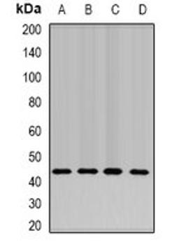 Western blot analysis of SW620 (Lane1), Hela (Lane2), mouse liver (Lane3), mouse testis (Lane4) whole cell lysates using NELFE antibody