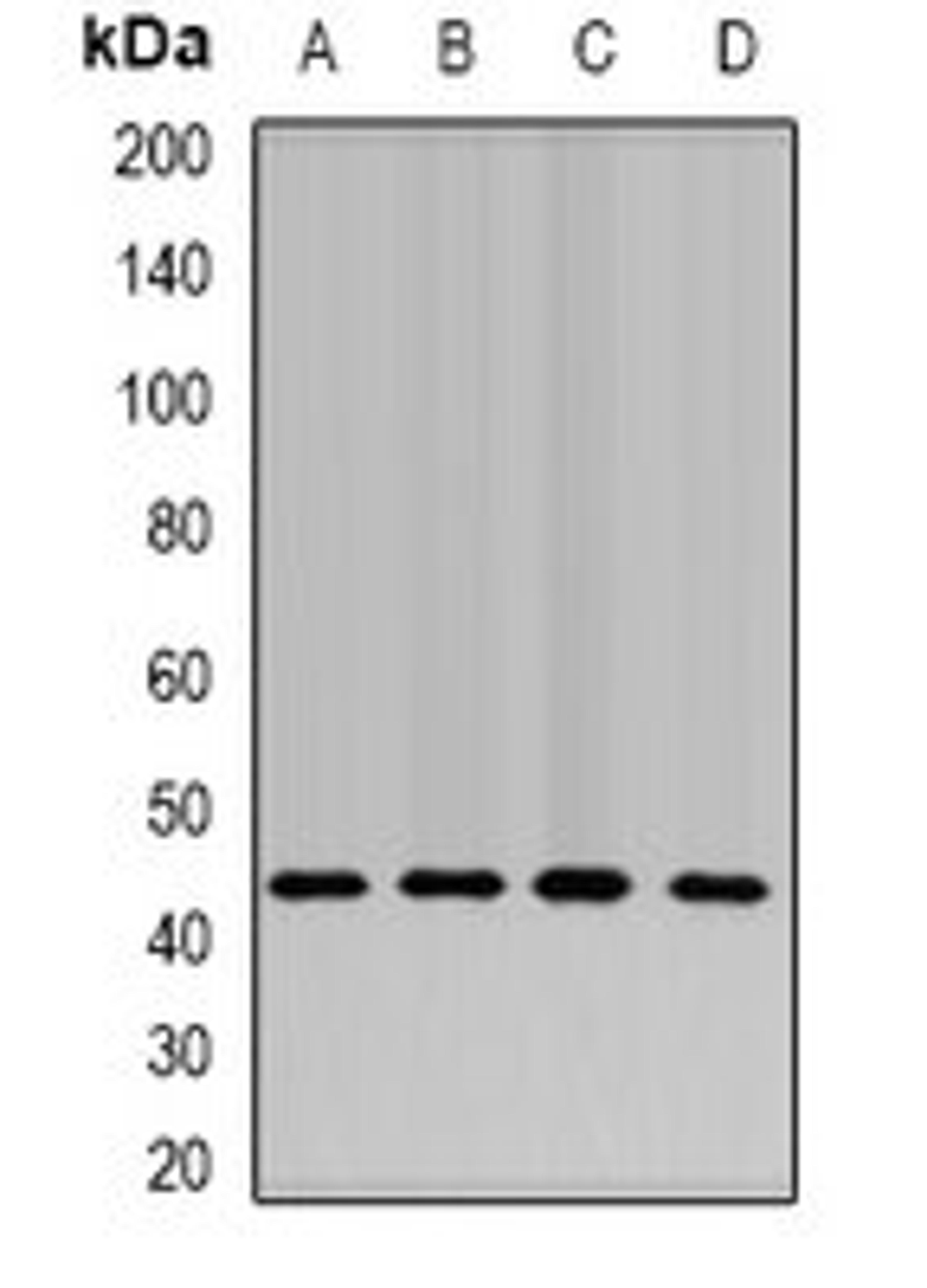 Western blot analysis of SW620 (Lane1), Hela (Lane2), mouse liver (Lane3), mouse testis (Lane4) whole cell lysates using NELFE antibody